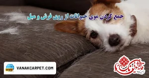 Read more about the article جمع کردن موی حیوانات از روی فرش و مبل